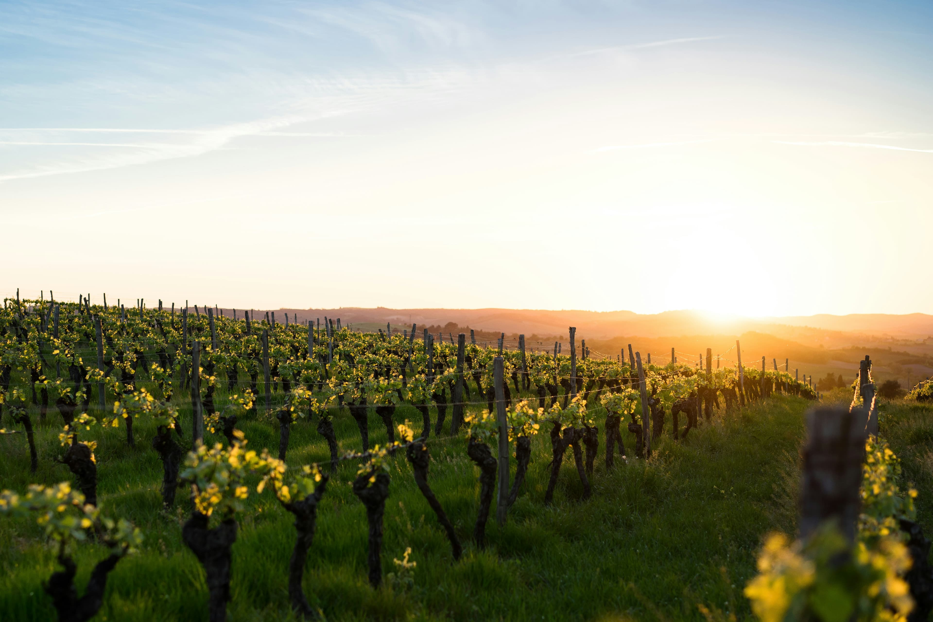 Rows of vines in a sunlit vineyard