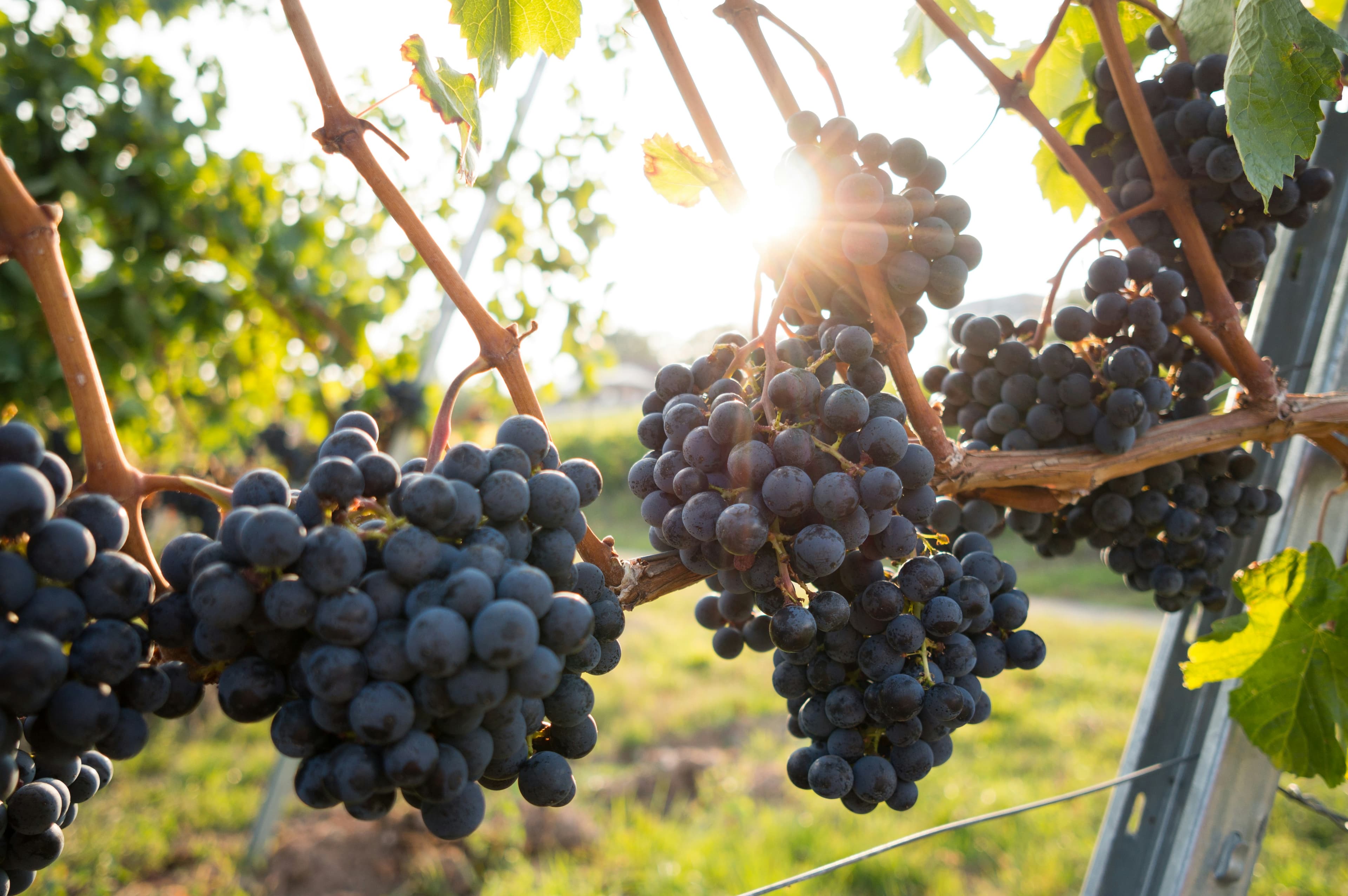 Close-up of wine grapes on the vine